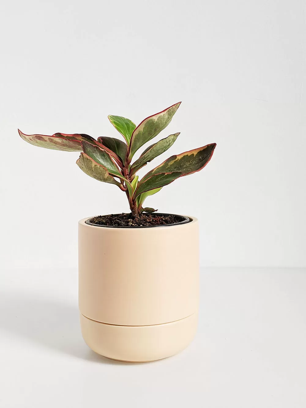 6.5” Franklin Self-Watering Pot in Pale Salmon