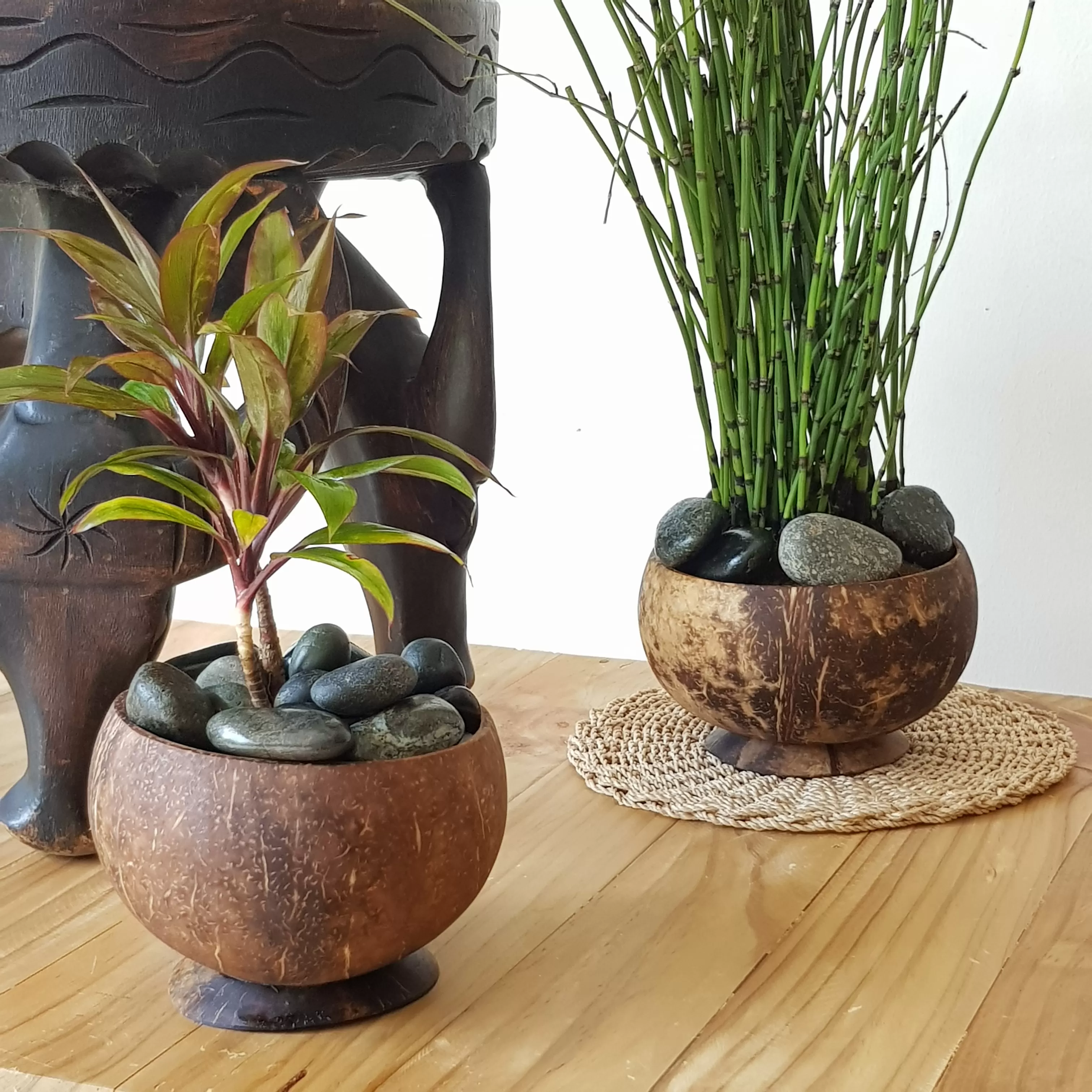 Coconut Planter