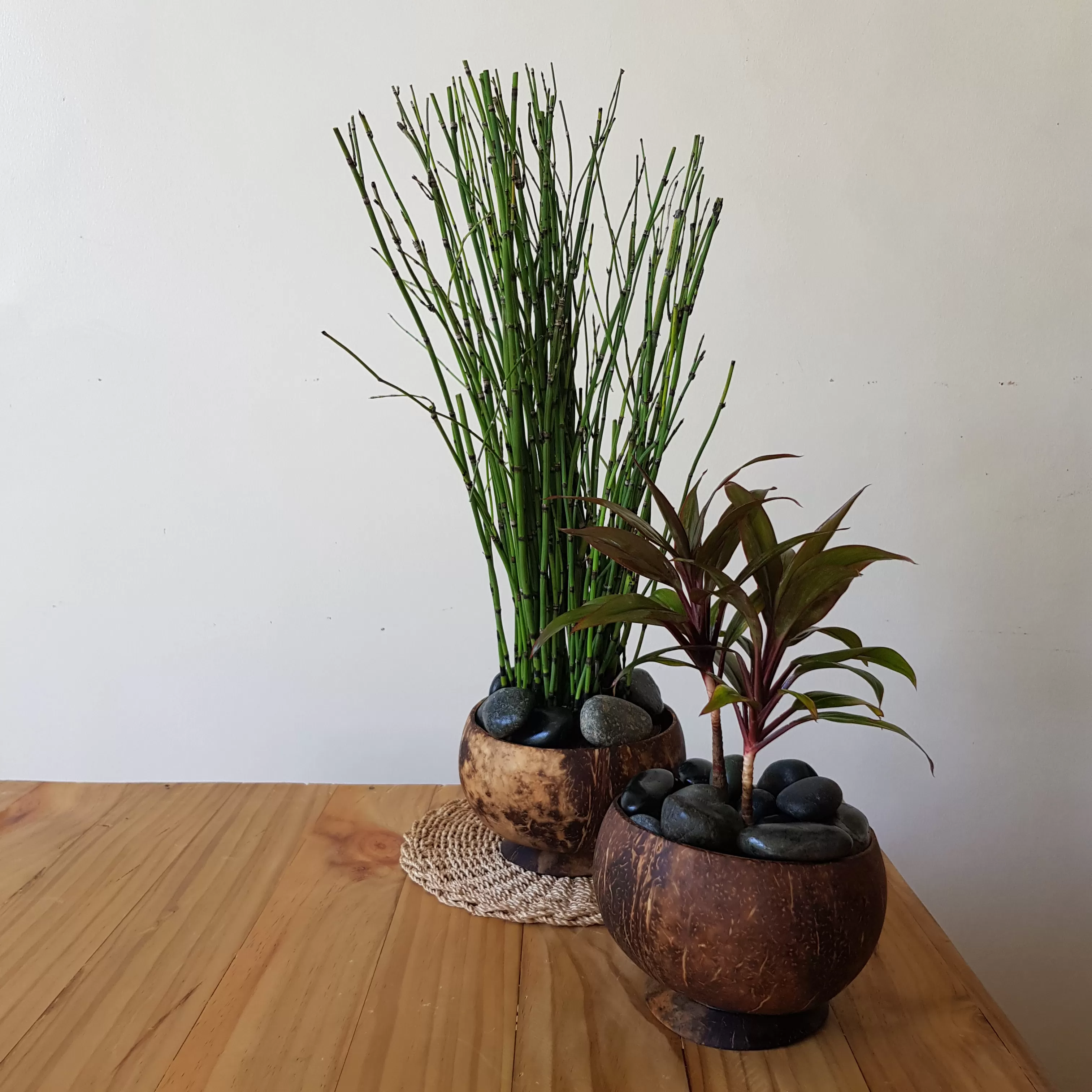 Coconut Planter