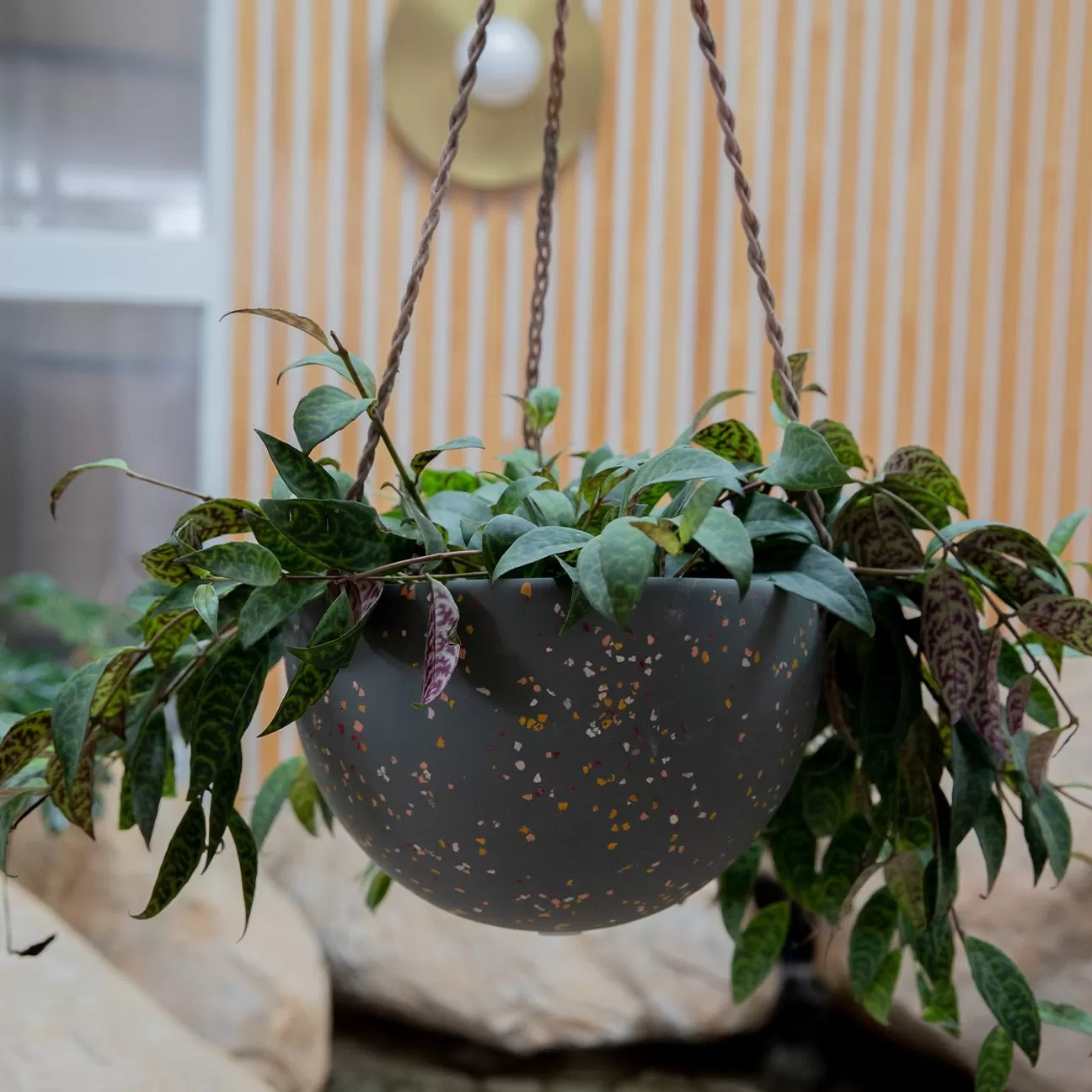 Dome Hanging Planter - Agave Terrazzo