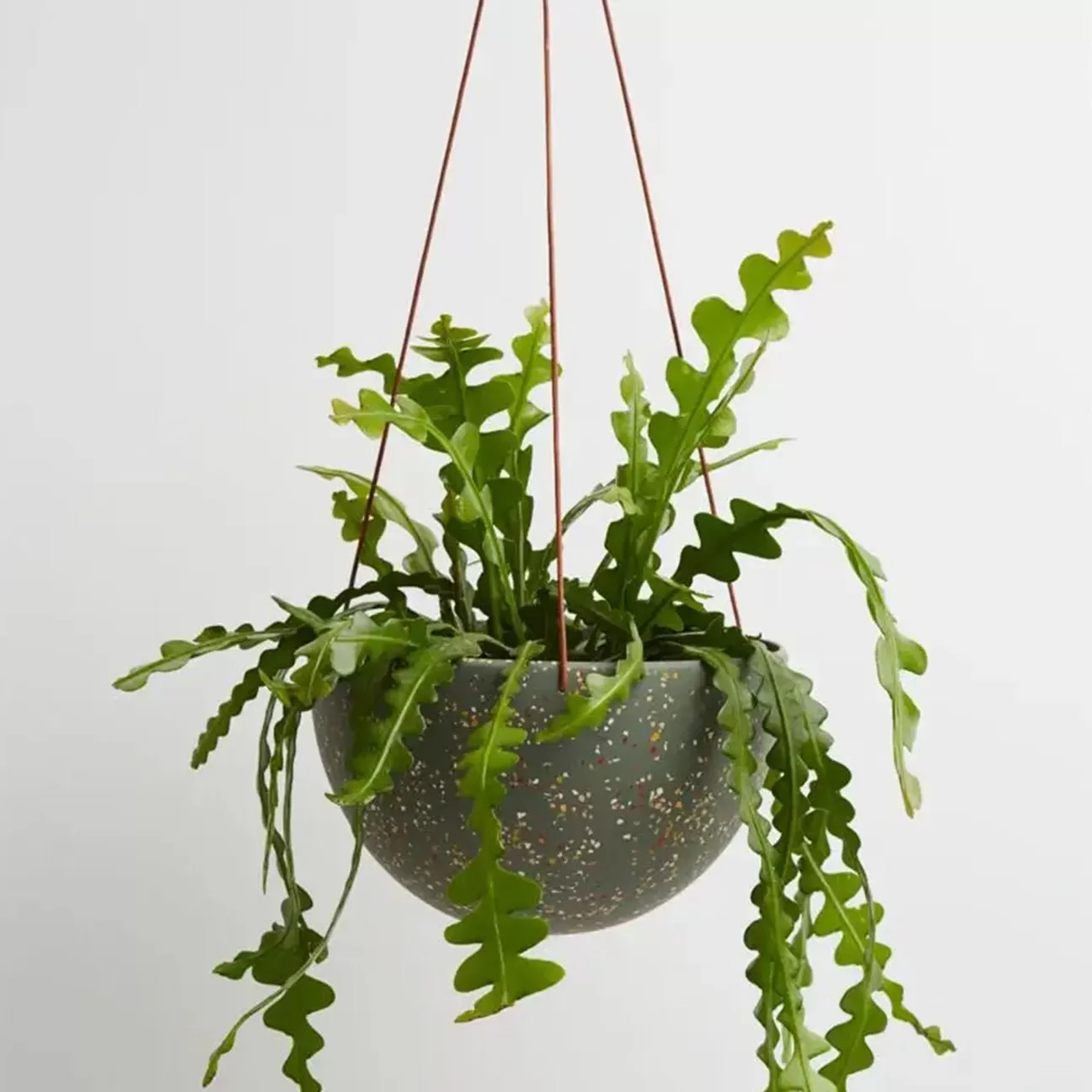 Dome Hanging Planter - Agave Terrazzo