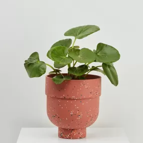 Funnel Planter - Dusty Roze Terrazo