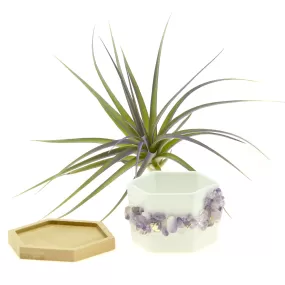 Purple Amethyst Gemstone Planter   Air Plant