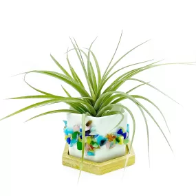 Rainbow Cats Eye Gemstone Planter   Air Plant