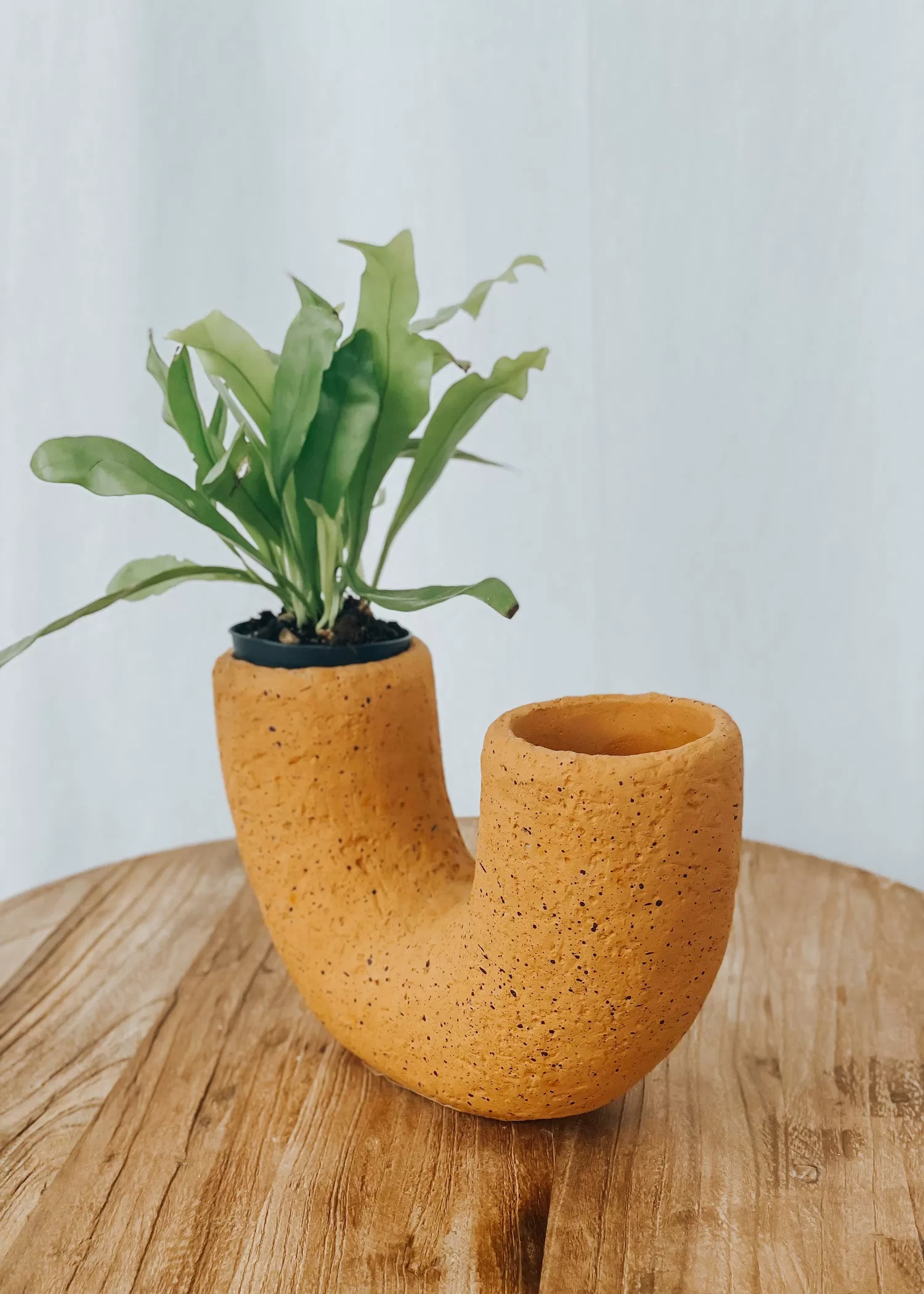 Saxon Cement Vase - Cantaloupe