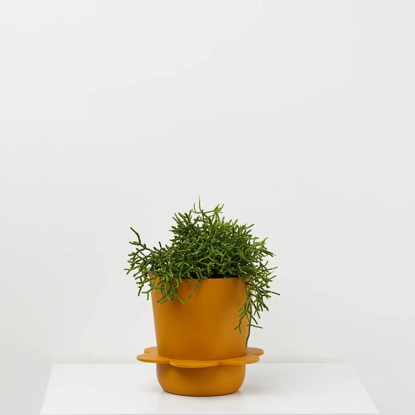 Spring Planter - Golden